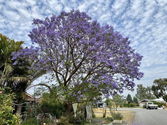 Jacaranda tree in full bloom in our front yard - tree with masses of purple blossom