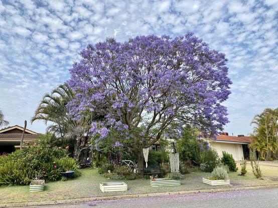 Jacaranda tree in full bloom in our front yard - tree with masses of purple blossom