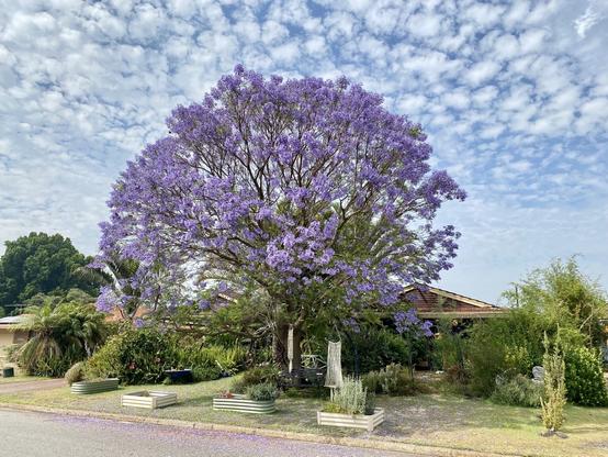 Jacaranda tree in full bloom in our front yard - tree with masses of purple blossom