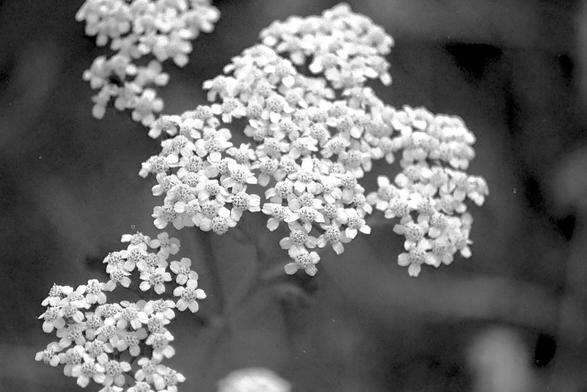 A black and white film macro photograph of wild yarrow flowers