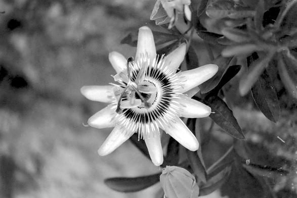 A black and white film photograph of a passion flower