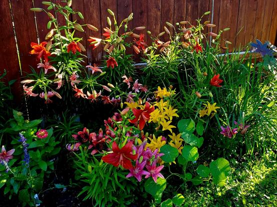 A mass of lilies, many open, some still in buds, against a reddish brown wooden fence. The scene is bayjed in dappled sunlight. Some are tall, some short, with yellow, pink and bright red predominant.
