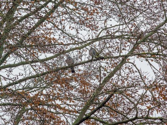 Aufgeplusterte Tauben im Baum, vom Balkon, 3. Dezember 2022. Optik Osawa 138mm 2.8 an mft-Kamera YI M1.