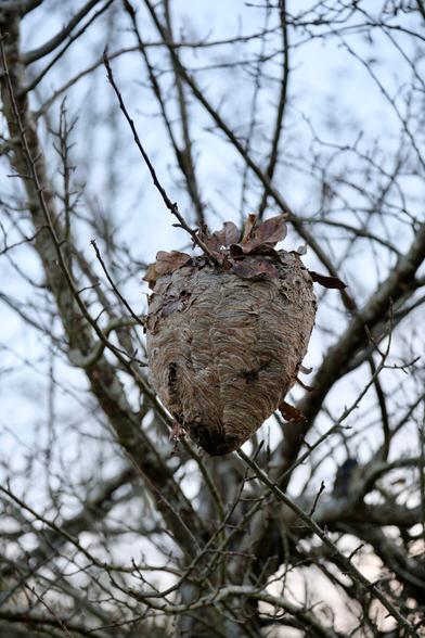Large paper wasp nest