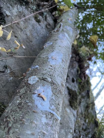 Log with wax covered mycelium filled holes leaning against a rock wall