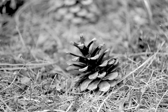 A black and white film macro photograph of a pine cone