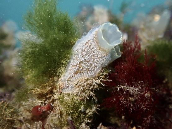 In the centre on the picture is a sea squirt, erect and with 2 siphons. The edge of the siphons is wavy with yellow dots. The main body of the sea squirt is covered in a colony of little sea squirts that give it a bumpy texture. Surrounding the squirts are red and green seaweeds