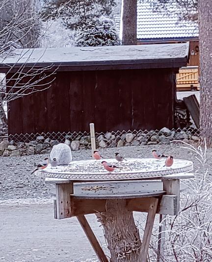 Sju dompaper på fuglebrettet