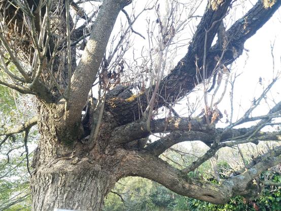 Le tronc noueux d'un arbre, en gros plan.