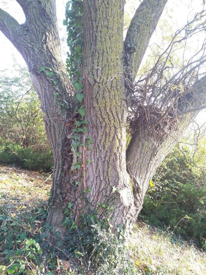 Du lierre sauvage a élu domicile sur ce tronc d'arbre élancé.