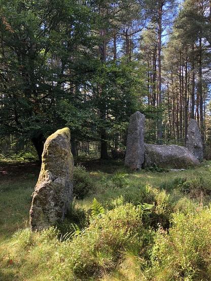 A clearing in a pine plantation. The sky is blue and sunlight falls on the moss and bracken in the foreground. There's a standing stone, about three feet high, and then in the shadowed distance, a recumbent stone, around fourteen feet long, and two upright flanking stones, both of which are about nine feet tall. It's rather magical.