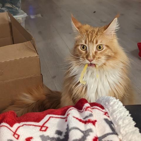 Seriously stupid looking cat with trash in his mouth