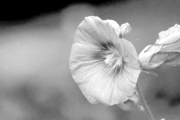 A black and white film photograph of a hollyhock flower