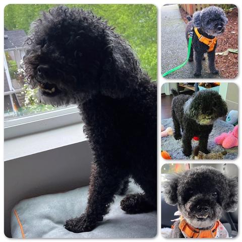 A collage with 4 images of a black miniature poodle. The largest image shows him looking coyly over his shoulder with his mouth open. The second one shows him standing on a path during walkies. The third shows him standing on a rug with toys. The fourth one shows him right after grooming so his head is extra puffy.