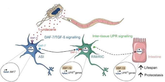Model showing that olfactory stimulation, through exposure to 1-undecene, can activate the cell non-autonomous UPRER in C. elegans via TGF-β signaling.