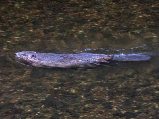 A Beaver swims along a shallow part of the River Otter in Devon. It is seen from above and the unique tail can be seen against the riverbed of stones.