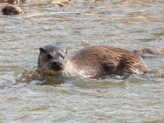 An Otter standing in the middle part of the River Otter in Devon. It is looking just to the right of the photographer and its fur is slick and wet.
