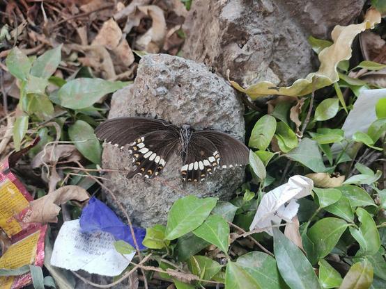 Picture of a dead butterfly on a rock. there are leaves and a bus ticket around it.