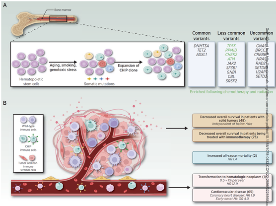 Scientific figure. Panel A: schematic of clonal expansion and short lists of common, less common, and uncommon clonal hematopoiesis genes. Panel B: diagram of a tumor in which clonal hematopoiesis immune cells have infiltrated, with arrows pointing to known health associations, specifically decreased survival in patients with solid tumors and in patients treated with immunotherapy. Also, a picture of clonal hematopoiesis cells in the blood vessel, with outcomes listed as increased risk of transformation to leukemia and greater risk for cardiovascular disease. Finally, the figure notes an overall increased risk of all-cause mortality.