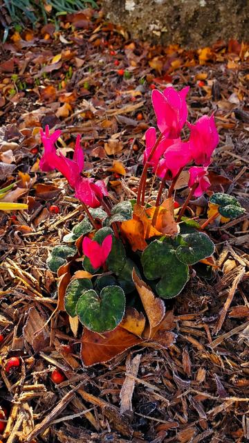 Cyclamen with cerise flowers with frost tipped leaves.