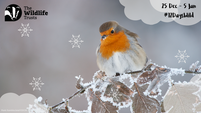 Robin in the snow