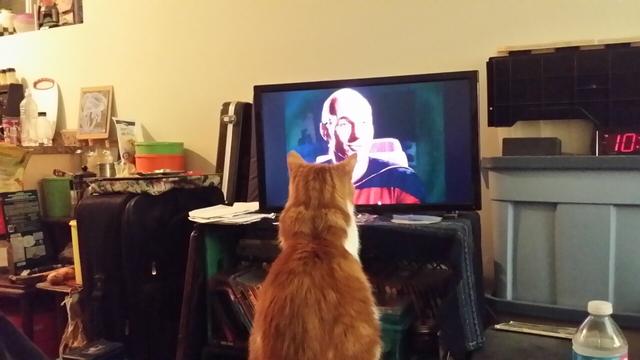 Oliver (orange and white tabby) sitting on the coffee table, watching Star Trek TNG on the tv.  Captian Picard is on the screen