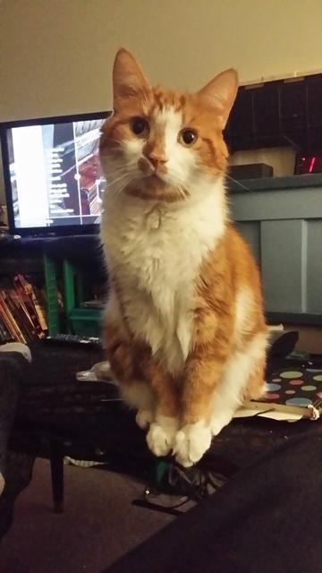 Oliver being an obstinate brat, sitting on the coffee table like he knows he’s not allowed to do, with a look on his face as if he’s challenging us to do something about him being such a bratty baby butts. 

I was trying to play Skyrim, but he thought I should be playing with and/or petting him… hence why he got on the table to block my view of the screen.