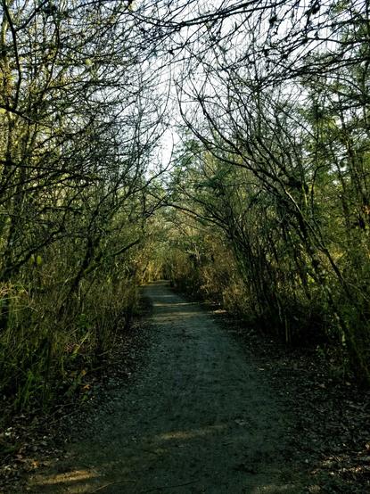 Trail through a natural archway of trees.