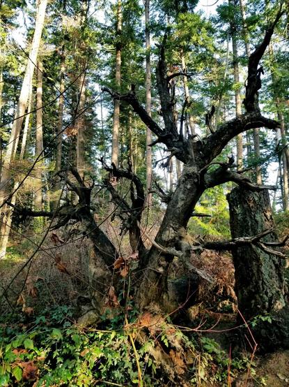Gnarly dead tree. It's decomposing & feeding younger trees, plants & mycelium networks. Nature doesn't waste anything.