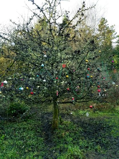 Someone decorated a tree.  Hopefully, they'll gather up all the ornaments after the holidays because nature is incredibly beautiful, without human made additions.
