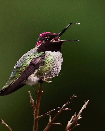 I have had a few shots that I have been proud of. Today I have one that I enjoy. . My hummer, that I have been taking pics of for a year was comfortable to partake in a snack this AM when I went out to take its morning photo opp. A Hummer eating a very small insect that is flying in mid-air.