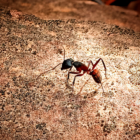 Distributed throughout South Western Mediterranean Europe and the Maghreb. Camponotus cruentatus (Latreille, 1802) use to nest underground, specially below large rocks in dry ground. They take advantage of sunbathed flat stones to provide a heating system into nest, as warm stimulates development of their brood (eggs and larvae). Workers of this species are capable of foraging in temperatures as high as 48°C.
(Source: Wikipedia)