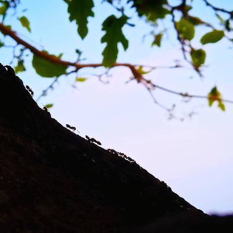 These trails of Crematogaster scutellaris scout a white mulberry tree for collecting the emerging sweet sap from it