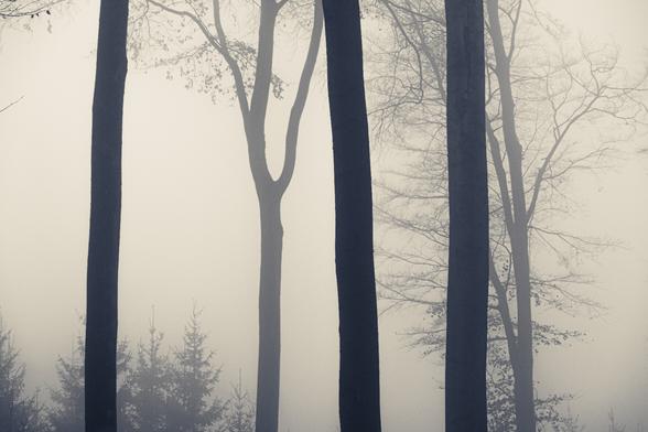 Nebelwald in SW