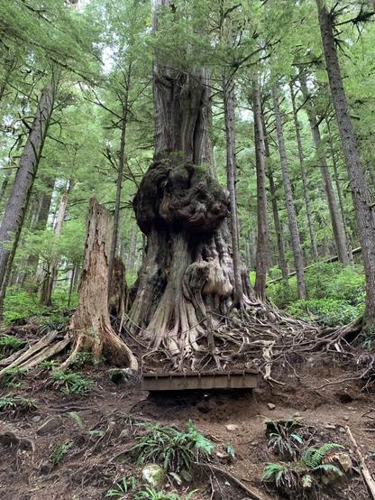 Ancient tree on Vancouver Island Trail