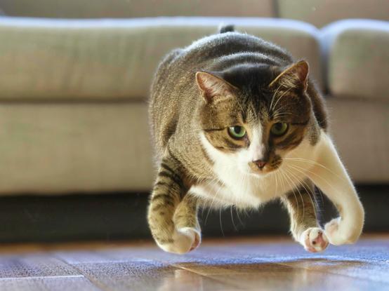 A grey tabby cat runs towards the camera on a laminate floor with a beige couch in the background. All four of the cat's paws are off the ground, giving the illusion of the cat hovering in place.