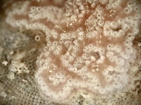 A pink mass with small holes surrounded by white markings that look like wheels.