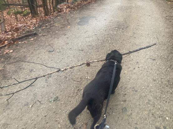Top view of a black Labrador retriever pulling his owner on a leash down a dirt road with a birch sapling in his mouth.