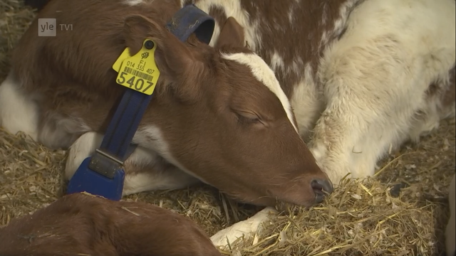 Ruskea-valkea kaunis ja suloinen vasikka nukkuu kippuralla kuin koira, päätään takajalkaansa nojaten.