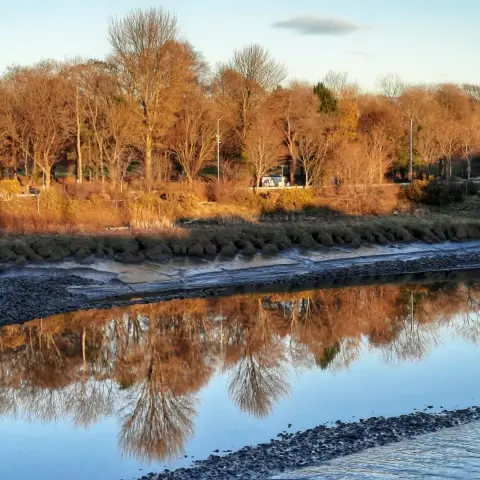 Winter trees (orange because of the light) reflected in river. Blue River. Blue sky.