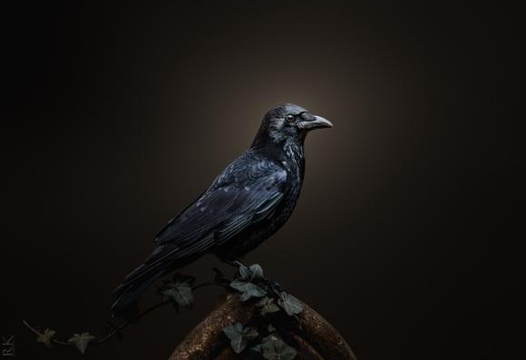 A crow resting on a gravestone. Dark and realistic picture.