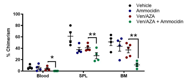 Graph of chimerism of leukemic cells in mouse xenograft model in blood, spleen, and bone marrow. Conditions tested are vehicle, ammocidin, Ven/Aza, and Ven/Aza plus ammocidin. In all compartments, the combination of ammocidin plus Ven/Aza showed significantly less chimerism than Ven/Aza alone
