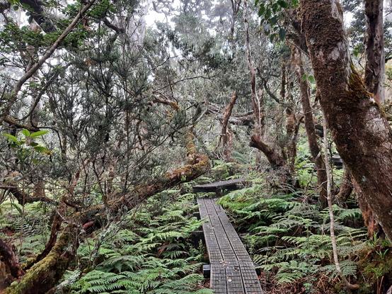 Densely vegetated forest scene, slightly darkened by mist, looking down a narrow (3 feet wide) wooden boardwalk zigzagging along the fern-covered ground.  The tree trunks are gnarled and twisting, covered in moss.