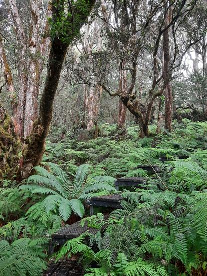 Similar to previous image, showing a densely vegetated forest scene, slightly darkened by mist, looking up a narrow (3 feet wide) wooden boardwalk that steps up a gradual slope along ground exploding in ferns.  The tree trunks are gnarled and twisting, covered in moss.