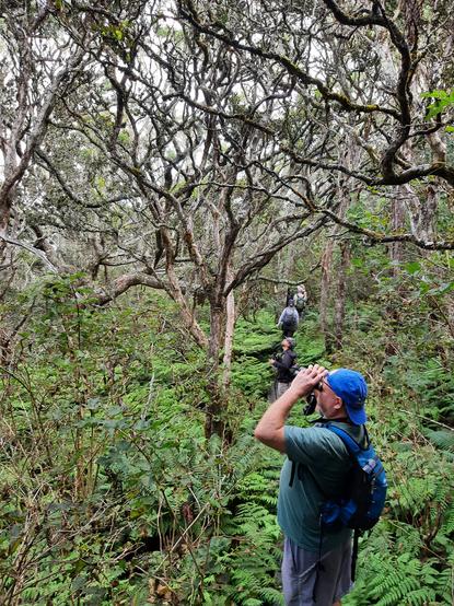 Me standing on boardwalk in misty native forest of gnarled trees, looking through binoculars.  I'm male, Caucasian, wearing a blue baseball cap on backwards, a dark green t-shirt and gray shorts.