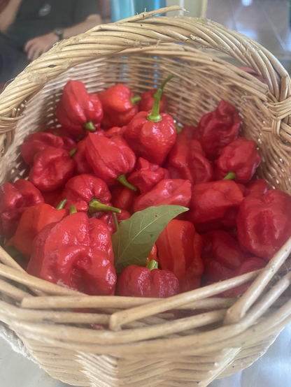 A full wicker basket of ghost chillies