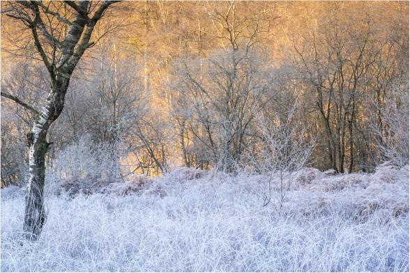 Birch tree amongst hoar frosted grasses with a warm light illuminating the wooded hillside behind.