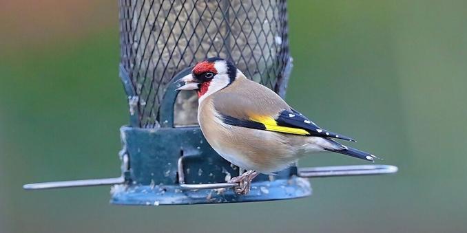 European goldfinch, source: https://www.inaturalist.org/observations/67571019