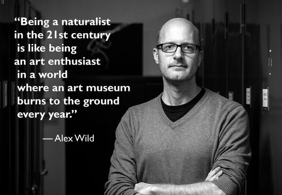 Black and white picture of Alex Wild, with the text Being a naturalist in the 21st century is like being an art enthusiast in a world where an art museum burns to the ground every year.