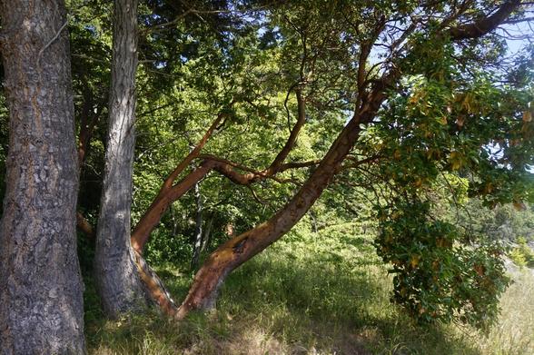 West Coast Island view from the ocean. Large tree trunks on the left. Lovely Arbutus tree in the green grass sprawls across the frame.